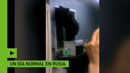 Un oso casi queda atascado tratando de escapar de una casa por la ventana