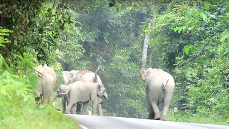 A los elefantes no les gustan las motos y este hombre lo recordará siempre