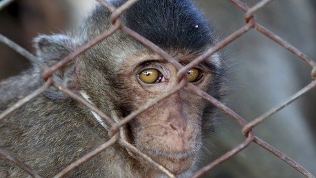 Giro inesperado: Un mono reveló a las fuerzas mexicanas el paradero de 'El Chapo'