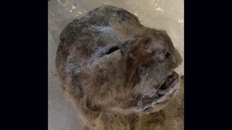 Foto: hallan dos cachorros de león cavernario de 10.000 años de antigüedad en Yakutia (Rusia)