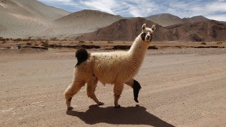 Bolivia propone consumir carne de llama ante las advertencias sanitarias de la OMS