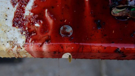 Siria: Terroristas ejecutan públicamente a 17 combatientes que han intentado desertar