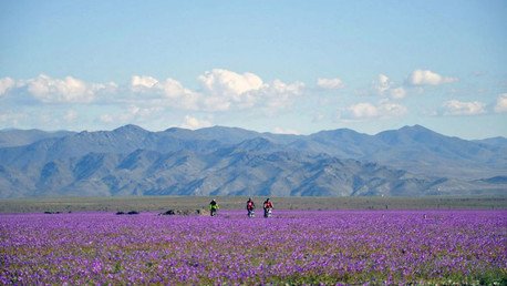Inesperado fenómeno en Chile: desierto más árido del mundo se cubre de flores (Fotos)