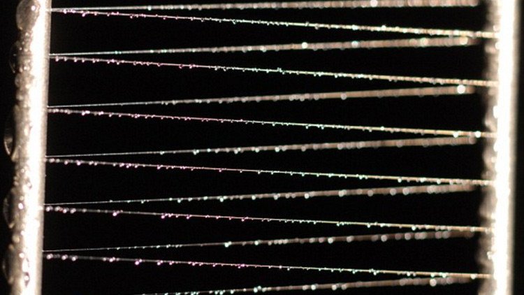 Reino Unido prueba el impacto de las armas biológicas estudiando telarañas con peste y ébola 