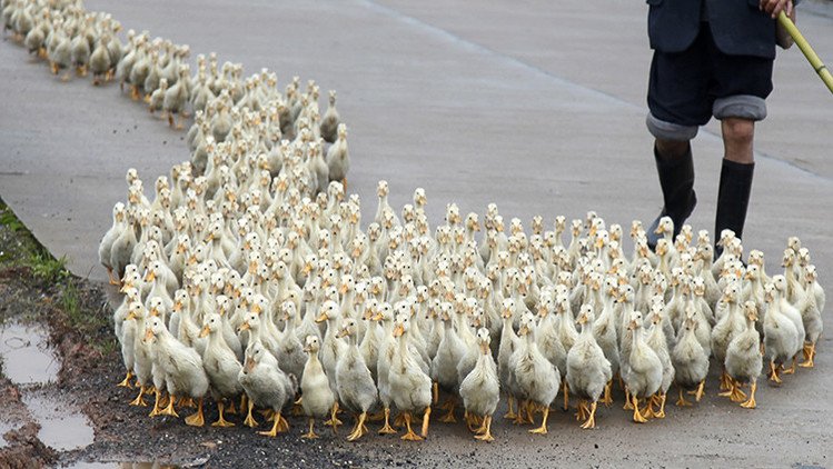 Un nuevo estudio hace tambalear uno de los principios evolutivos fundamentales de Darwin