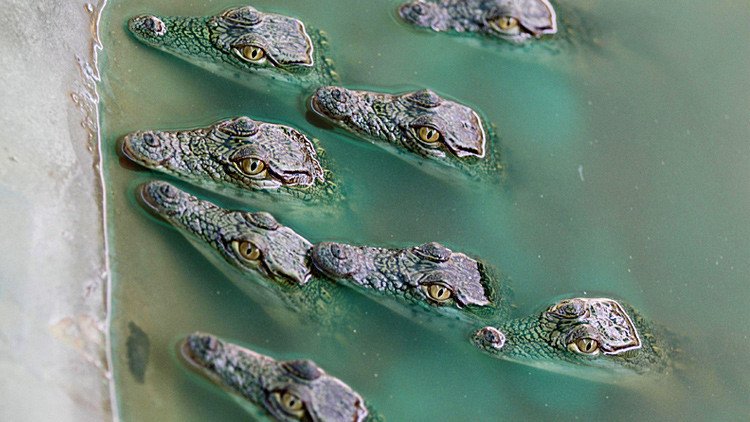 "Los cocodrilos no aceptan sobornos": Indonesia planea usar a los reptiles como guardias de prisión