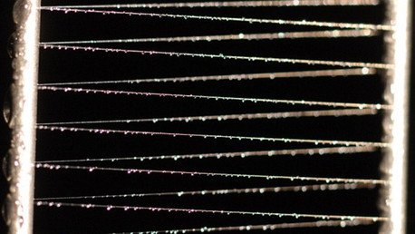 Reino Unido prueba el impacto de las armas biológicas estudiando telarañas con peste y ébola 