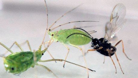 ¿Es la extinción contagiosa? La desaparición de un depredador arrastra a otros carnívoros