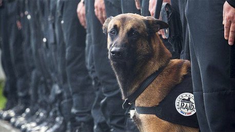 El mundo llora al perro asesinado por terroristas y se olvida de los atentados en Nigeria