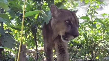 Video conmovedor: El 'rey león' vuelve al bosque después de 20 años en una jaula