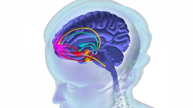 El cerebro en riesgo: ¿cuáles son los perjuicios de consumir drogas?