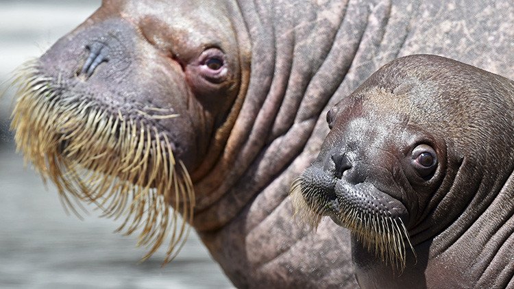 Las temperaturas en el Ártico alcanzan el nivel más alto de los últimos 115 años