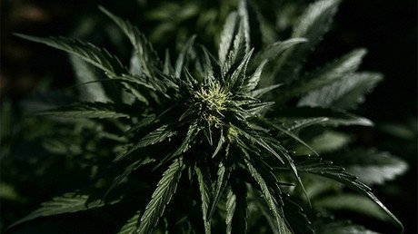 Canadá, primer país del G-7 que legalizará la marihuana