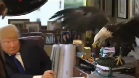 Un águila llamada 'Tío Sam' ataca a Donald Trump