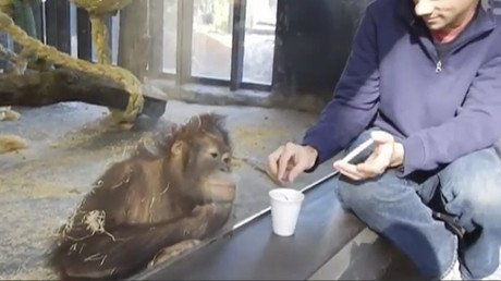 ¿Nos entienden? Un truco de magia que hace reír a carcajadas a un orangután se vuelve viral