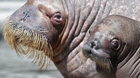 Las temperaturas en el Ártico alcanzan el nivel más alto de los últimos 115 años
