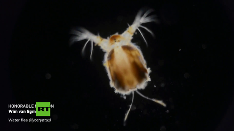 El fascinante (y a veces aterrador) mundo microscópico - Small World 2015