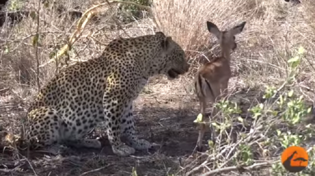 Con la comida no se juega: el inesperado desenlace del leopardo que 'se tropezó' con su cena 