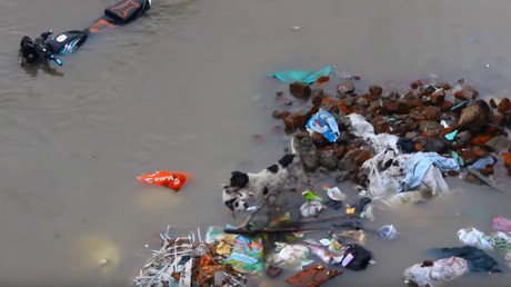 Amor de madre: una perra salva a sus cachorros tras una inundación