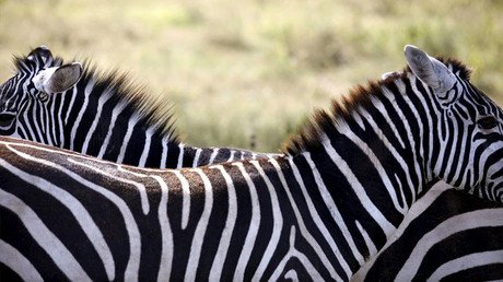 Matemática de la naturaleza: una fórmula explica la distribución de las rayas en las cebras