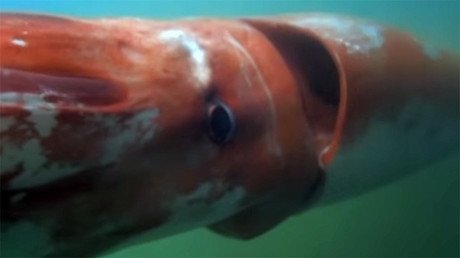 Este 'monstruo marino' le quitará las ganas de meterse al mar