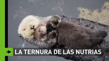 La ternura de las nutrias te derretirán