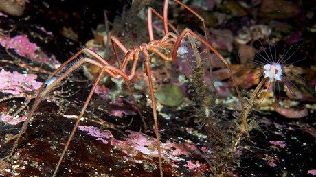 'Arañas gigantes' que habitan las aguas polares desconciertan a los científicos
