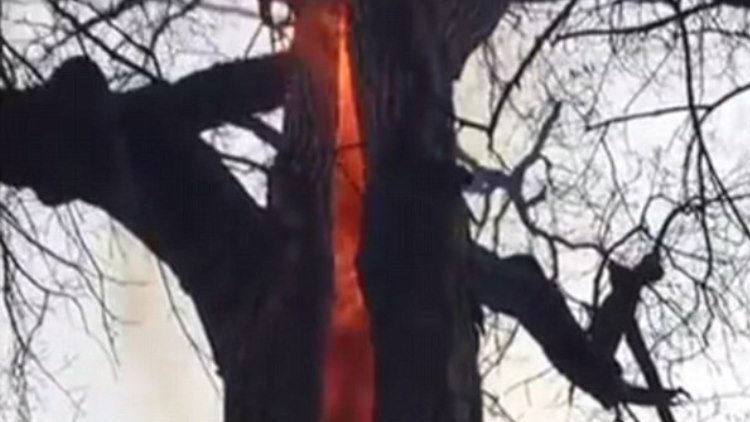 Un árbol ‘diabólico’ que solo arde por dentro