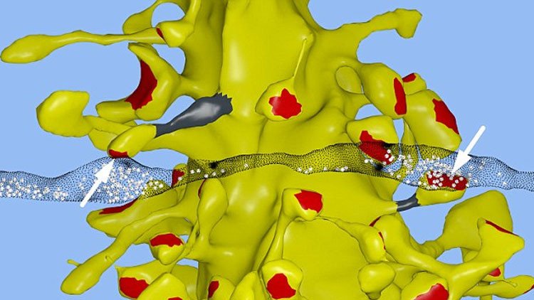El cerebro humano es capaz de almacenar todo el contenido de Internet