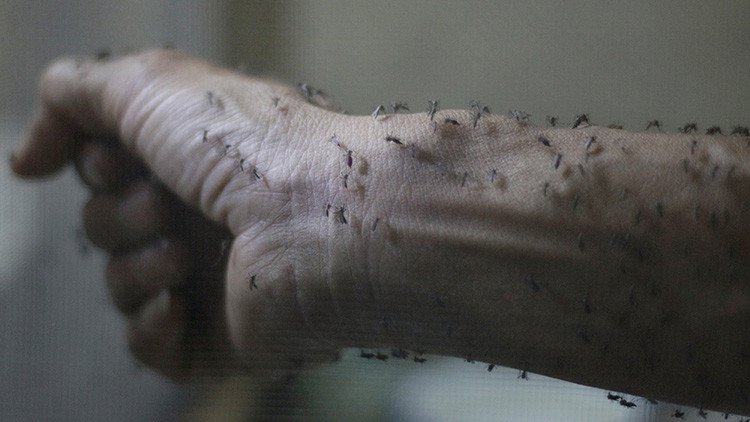 España, Portugal, Dinamarсa: Zika se propaga por Europa