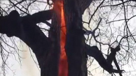 Un árbol ‘diabólico’ que solo arde por dentro