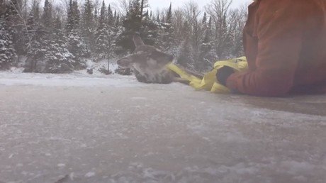 Un hombre salva a un ciervo de un río congelado