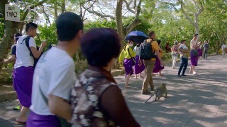 Un mono roba un iPhone y lo cambia por la comida