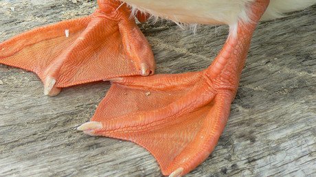 ¿Manos palmeadas o bocas sin dientes?: Así será la metamorfosis de nuestros cuerpos en el futuro