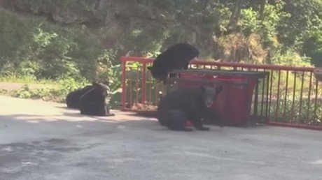 Quien ríe el último ríe mejor: un hombre trató de asustar a unos osos pero no sabía qué le esperaba