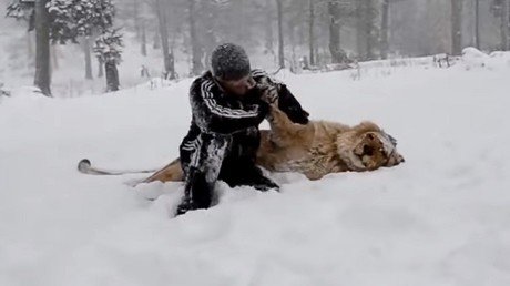 Juega con un león como si fuera un perrito y ni se despeina