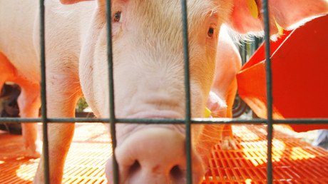 ¿Proyecto revolucionario o falta de ética? En EE.UU. crean híbridos de humanos y animales