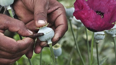 Decenas de restaurantes en China añaden amapola a los platos