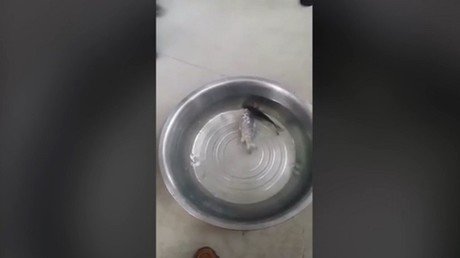 Sacan un pez del congelador y lo devuelven a la vida