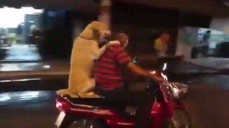 Paseando al perro en scooter y con paraguas aferrado entre los dientes