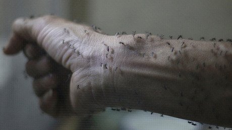 España, Portugal, Dinamarсa: Zika se propaga por Europa