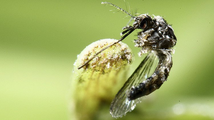 10 años sin vacuna: ¿por qué el virus zika es una seria amenaza para Latinoamérica?