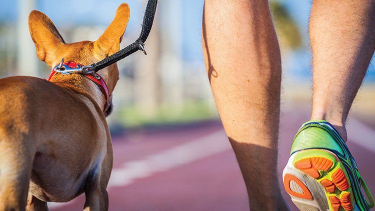 Los perros ayudan a curar el cáncer en personas y los médicos revelan cómo
