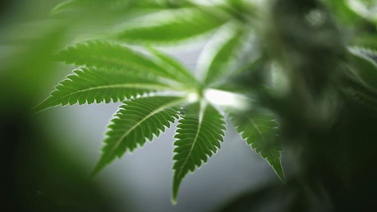 Sorprendente: La marihuana no afecta al coeficiente intelectual