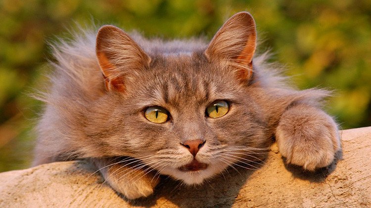 ¿Receta contra el miedo?: Un parásito gatuno altera el comportamiento de los humanos