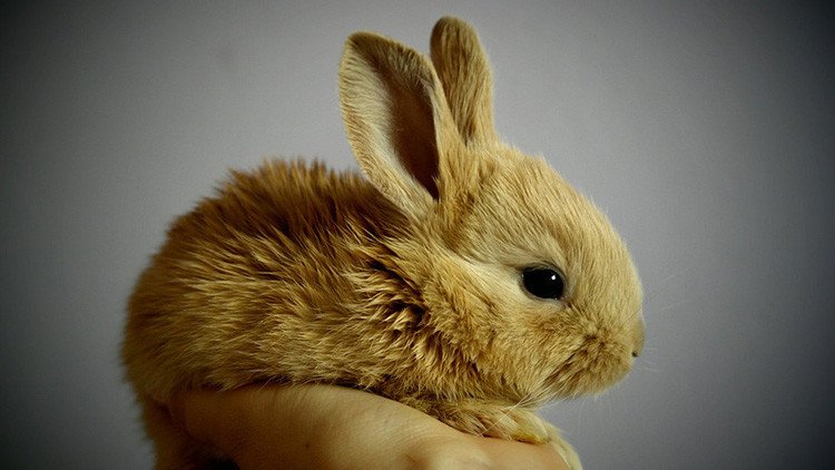 ¿Salto pionero hacia la inmortalidad? Recuperan un cerebro de conejo tras ser criogenizado