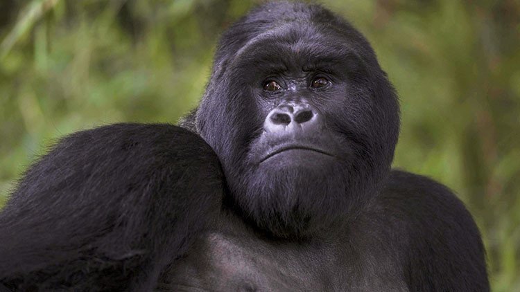 "Los monos evolucionaron de los judíos": columnista turco dice que Darwin iba contra los musulmanes