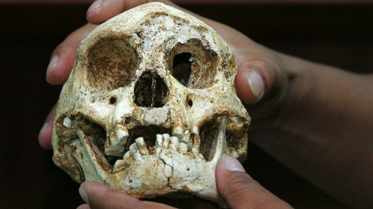 Nuevo hallazgo: el 'hobbit', nuestro ancestro más pequeño y enigmático, divide a los científicos