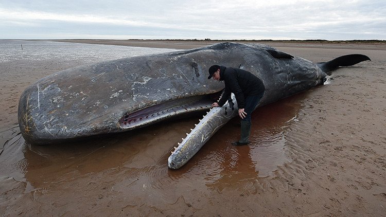 Cetáceos suicidas: ¿qué hay detrás de las muertes en masa de cachalotes en Europa?