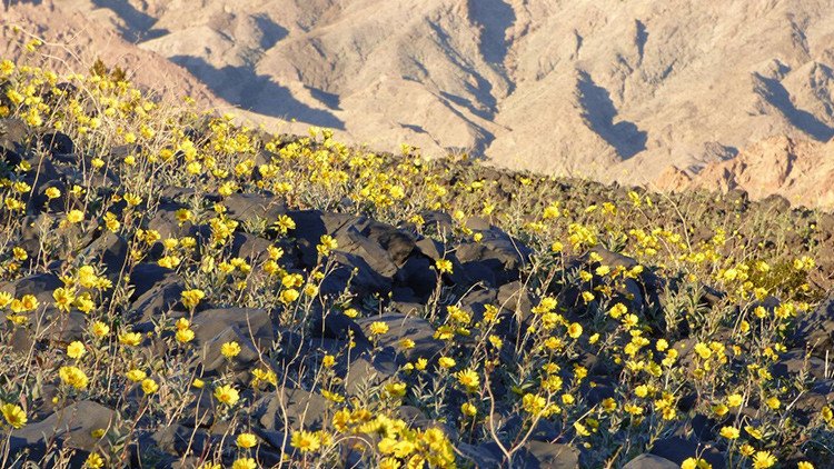 Cuando la vida vence a la muerte: el lugar más caluroso de la Tierra se cubre de flores